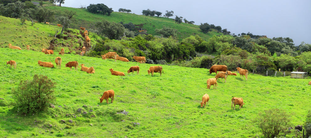 limousin3