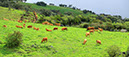 limousin3